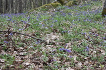 Keväinen luonto kauneimmillaan..